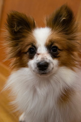 Papillon dog close up