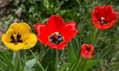 one yellow Tulip among red ones growing in the garden, top view