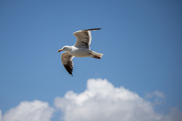 seagull in flight