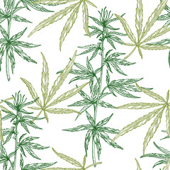 Seamless pattern of  leaves and branch of Hemp plant. Organic product. Ink sketch of cannabis. Hand drawn graphic design. Vector illustration.