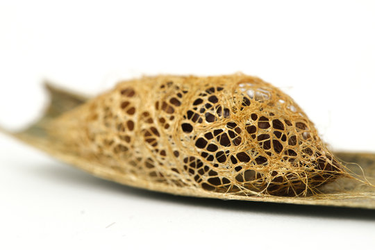 Kepongpong ulat sutra emas, Cricula Silkmoth (Cricula Trifenestrata) pupa, isolated on white background