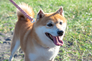 A cute Japanese Mame-Shiba Inu walking