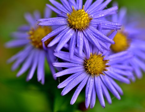 astereae flowers with raindrops, selective focus