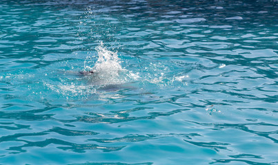 Obraz premium man resting by the pool on a summer day