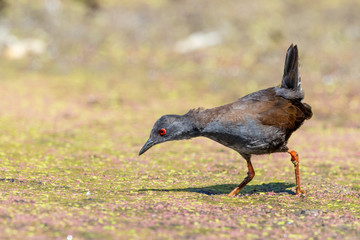 Spotless Crake in New Zealand