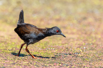 Spotless Crake in New Zealand