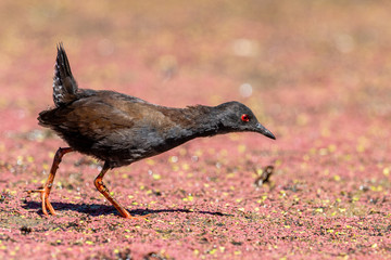 Spotless Crake in New Zealand