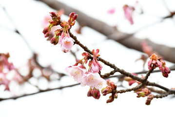 日立寒桜