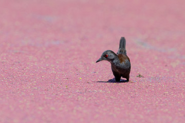 Spotless Crake in New Zealand