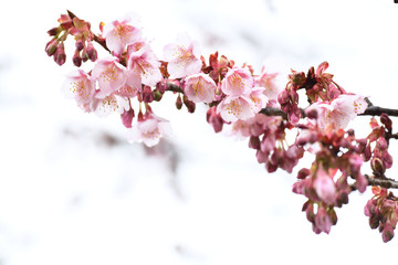 日立寒桜