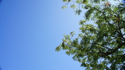 Clear blue sky green tree