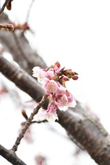 日立寒桜