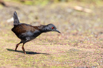 Spotless Crake in New Zealand