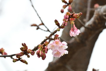 日立寒桜