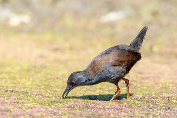 Spotless Crake in New Zealand