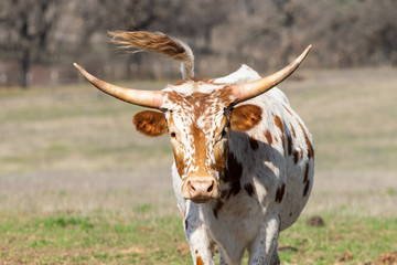 White and brown spotted Longhorn calf