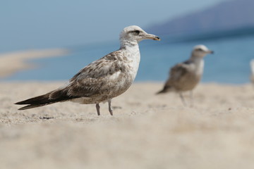 Gaviota 