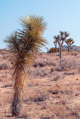 Joshua Tree, Yucca brevifolia, in Mojave Desert, Joshua Tree National Park, USA