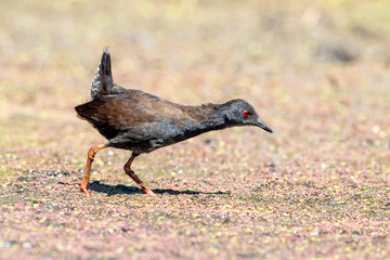 Spotless Crake in New Zealand