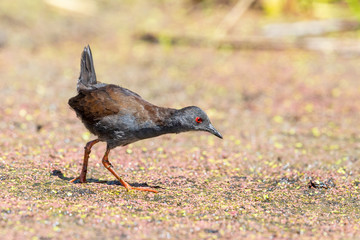 Spotless Crake in New Zealand