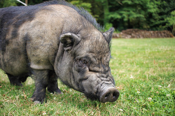 Boar in the French countryside