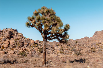 Joshua Tree, Yucca brevifolia, in Mojave Desert, Joshua Tree National Park, USA