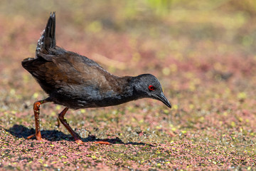Spotless Crake in New Zealand