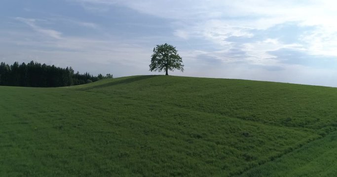 Single oak tree on top of a hill on a green meadow