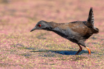 Spotless Crake in New Zealand