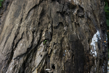 bark of a tree