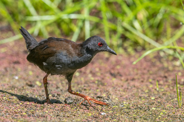 Spotless Crake in New Zealand