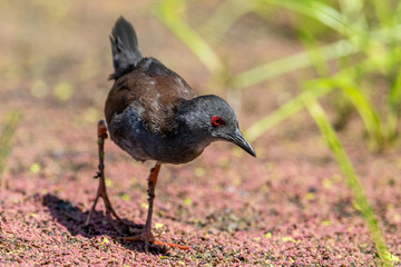 Spotless Crake in New Zealand