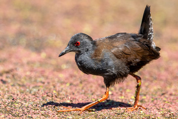 Spotless Crake in New Zealand