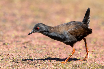 Spotless Crake in New Zealand