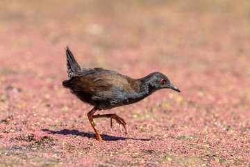 Spotless Crake in New Zealand