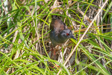 Spotless Crake in New Zealand