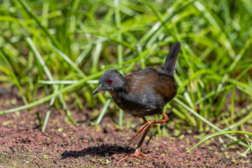 Spotless Crake in New Zealand
