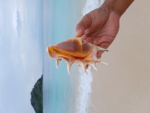 Close-Up Of Hand Holding Conch Shell At Beach Against Sky