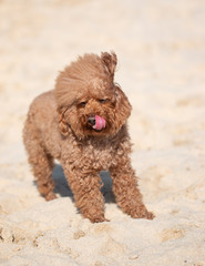 brown purebred fluffy dog for a walk