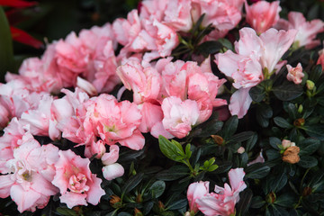 pink and white flower petals as background