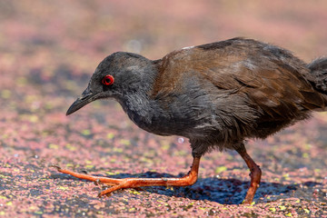 Spotless Crake in New Zealand