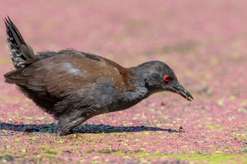 Spotless Crake in New Zealand
