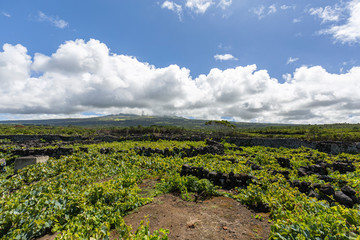 Fototapeta na wymiar Azores Wine Grape Style