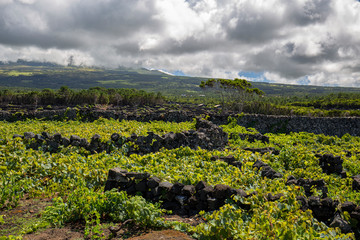 Summer Wine Grape Vineyard