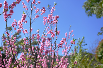 moment of beautiful peach tree over day light in winter season.
