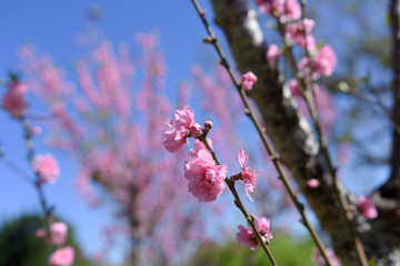 moment of beautiful peach tree over day light in winter season.