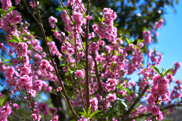 Obraz premium moment of beautiful peach tree over day light in winter season.