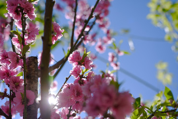 moment of beautiful peach tree over day light in winter season.