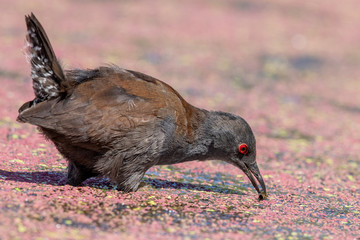 Spotless Crake in New Zealand