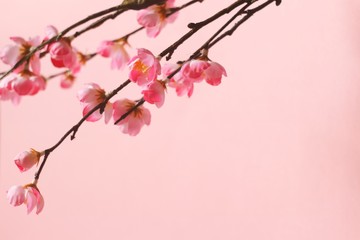 Obraz na płótnie Canvas Beauty photo. Gently pink cherry flowers